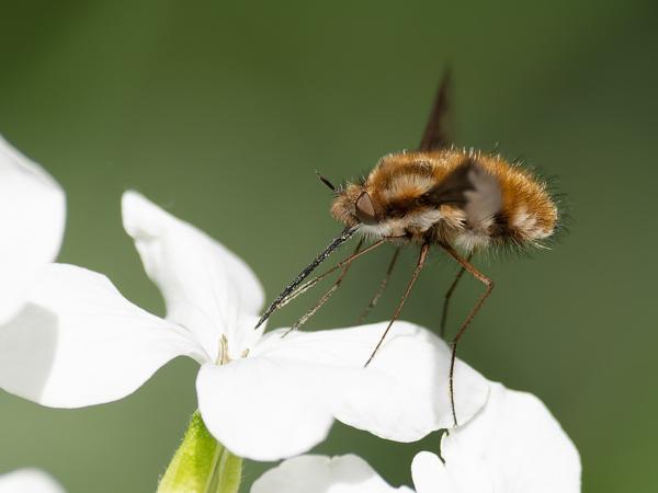 Gewone wolzwever (Bombylius major)